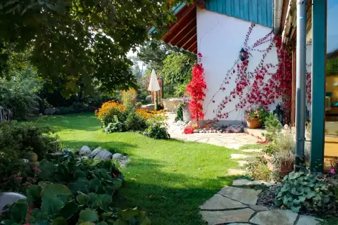 Gartenweg an einer mit wildem Wein bewachsenen Mauer, umgeben von Stauden