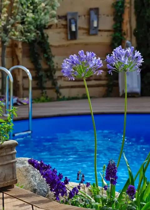 Violette Schmucklilien vor einem blauen Pool und Holzterrasse