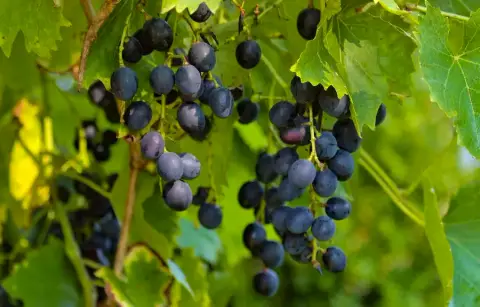 Weinreben mit blauen Trauben