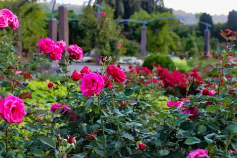 Beet mit pinkfarbenen Rosen in einem Rosengarten