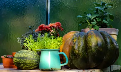 Herbstliches Gartenstillleben mit Kürbissen, Krug und Geranien