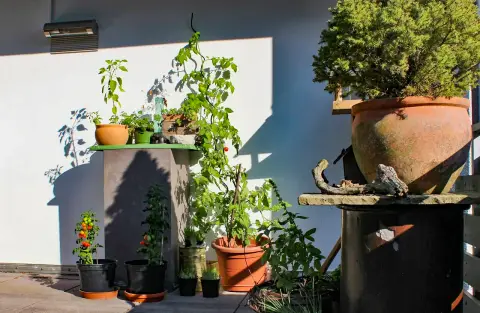 Arrangement aus Topfpflanzen und einer großen Tonamphore als Gestaltungsakzent an einer Wand