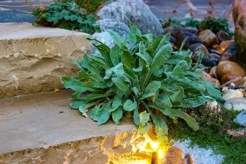 Fertiger Garten: gepflegte Rasenfläche mit Findlingen