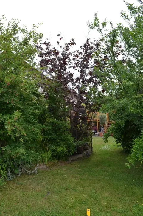 Ausgangssituation im Garten vor der Umgestaltung